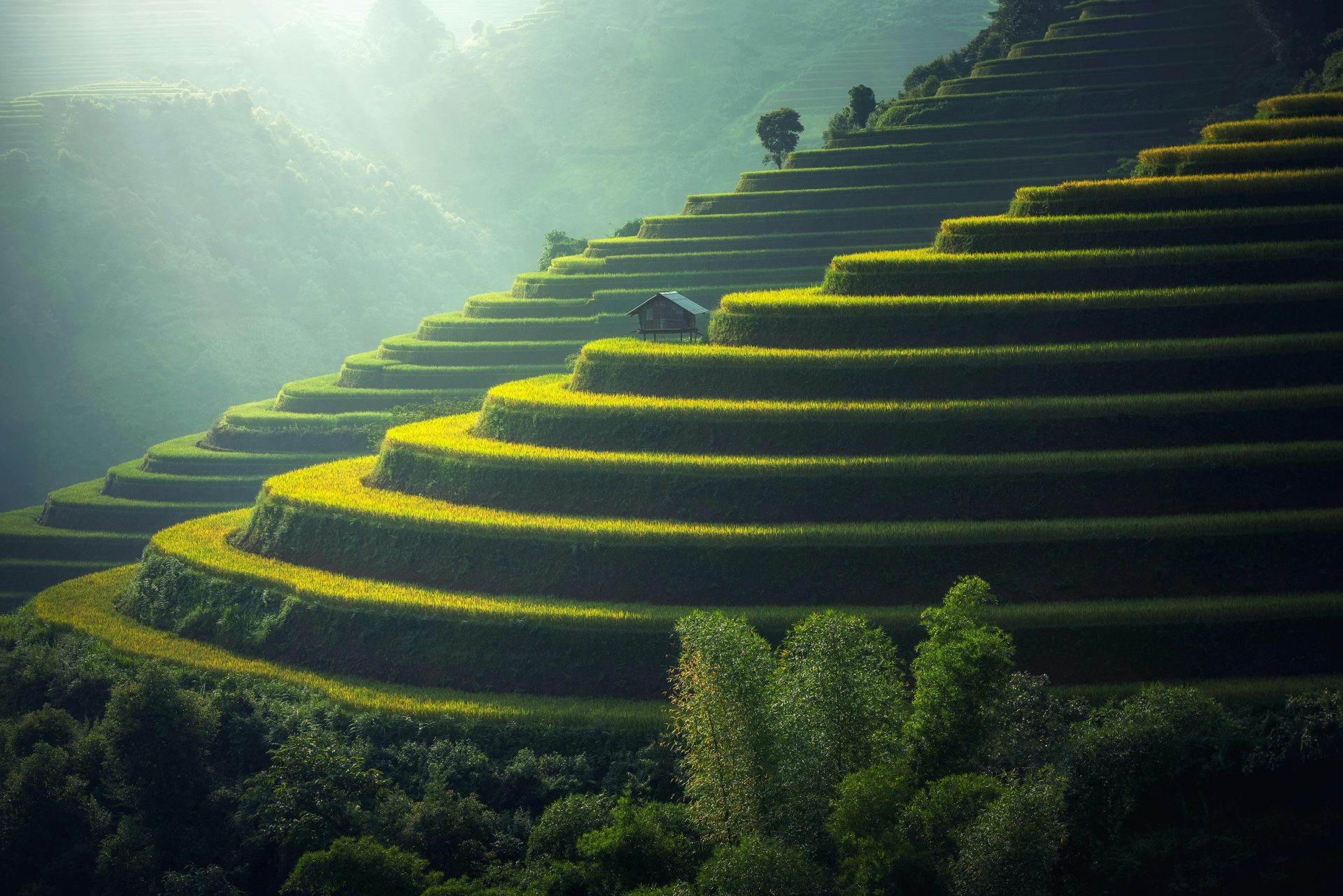 Terrazas de cultivo verdes escalonadas en una ladera con niebla al fondo